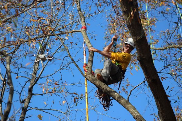 Tree Climbing Competition