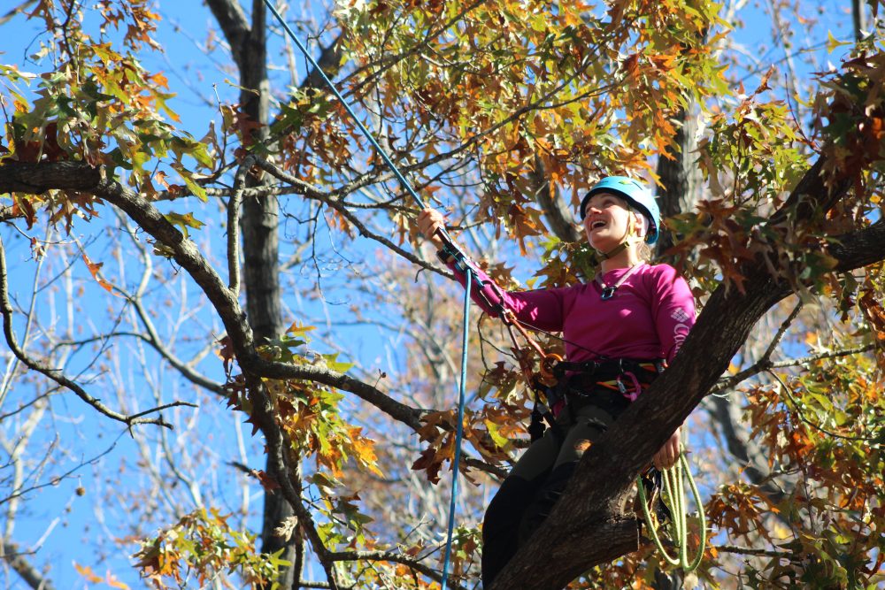 Tree Climbing Competition